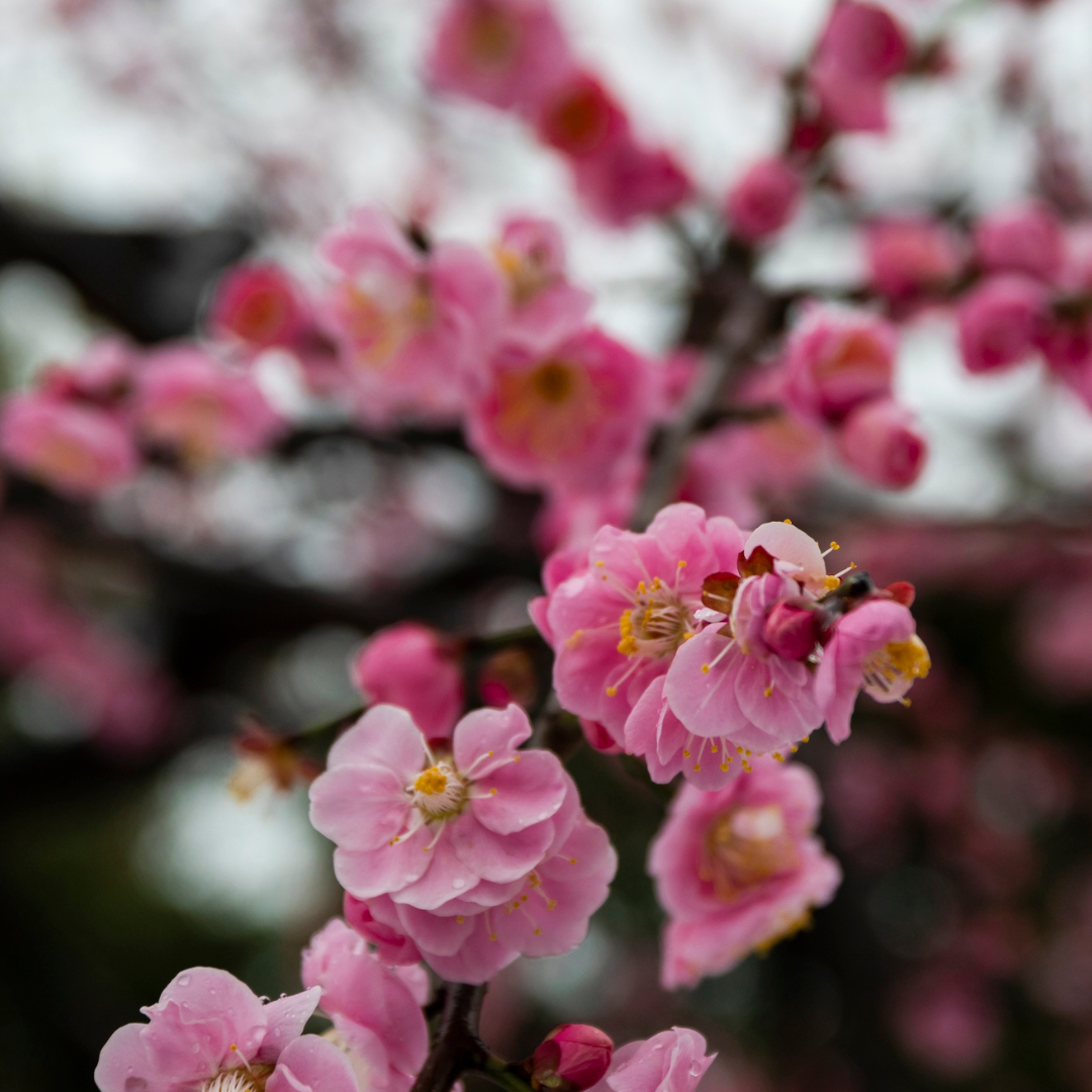 【札幌も少しずつ春の気配？】