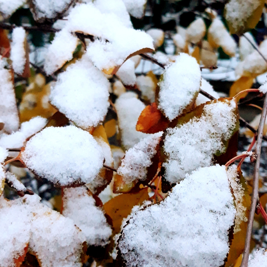 初雪の朝❄️